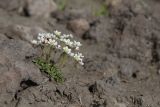 Micranthes merkii