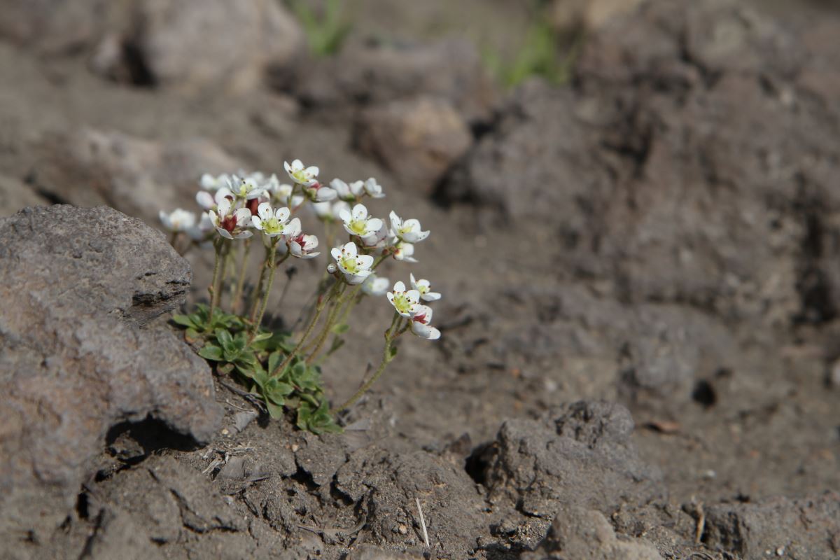 Image of Micranthes merkii specimen.