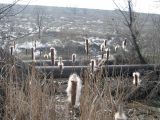 Typha latifolia
