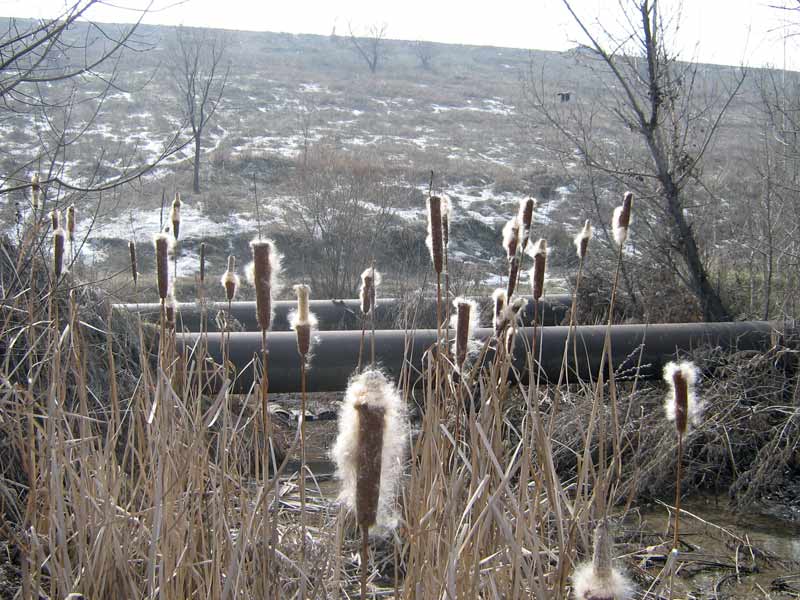 Image of Typha latifolia specimen.