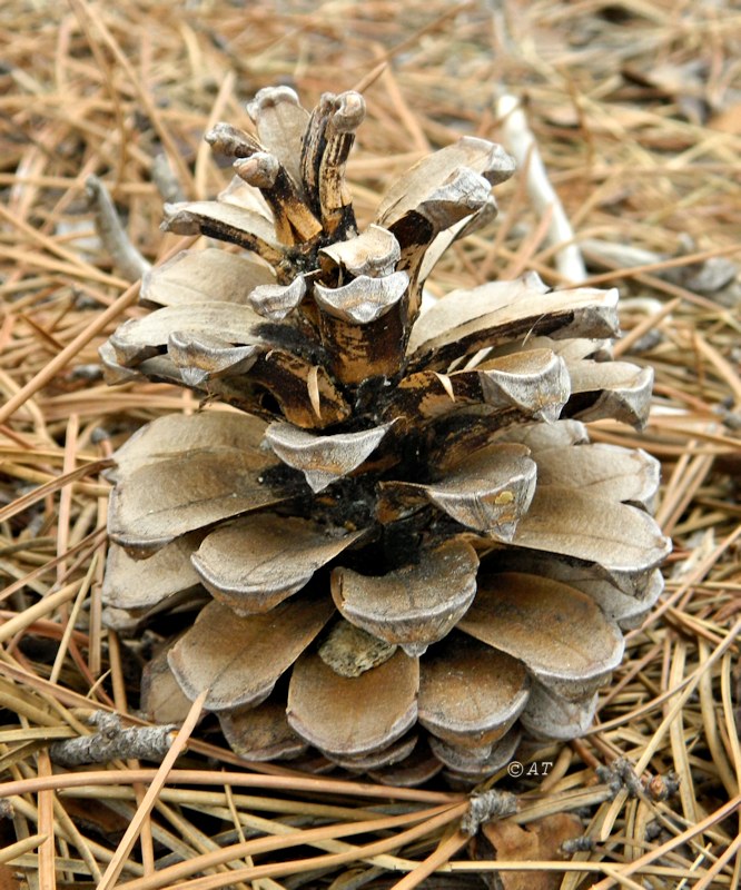 Image of Pinus nigra specimen.