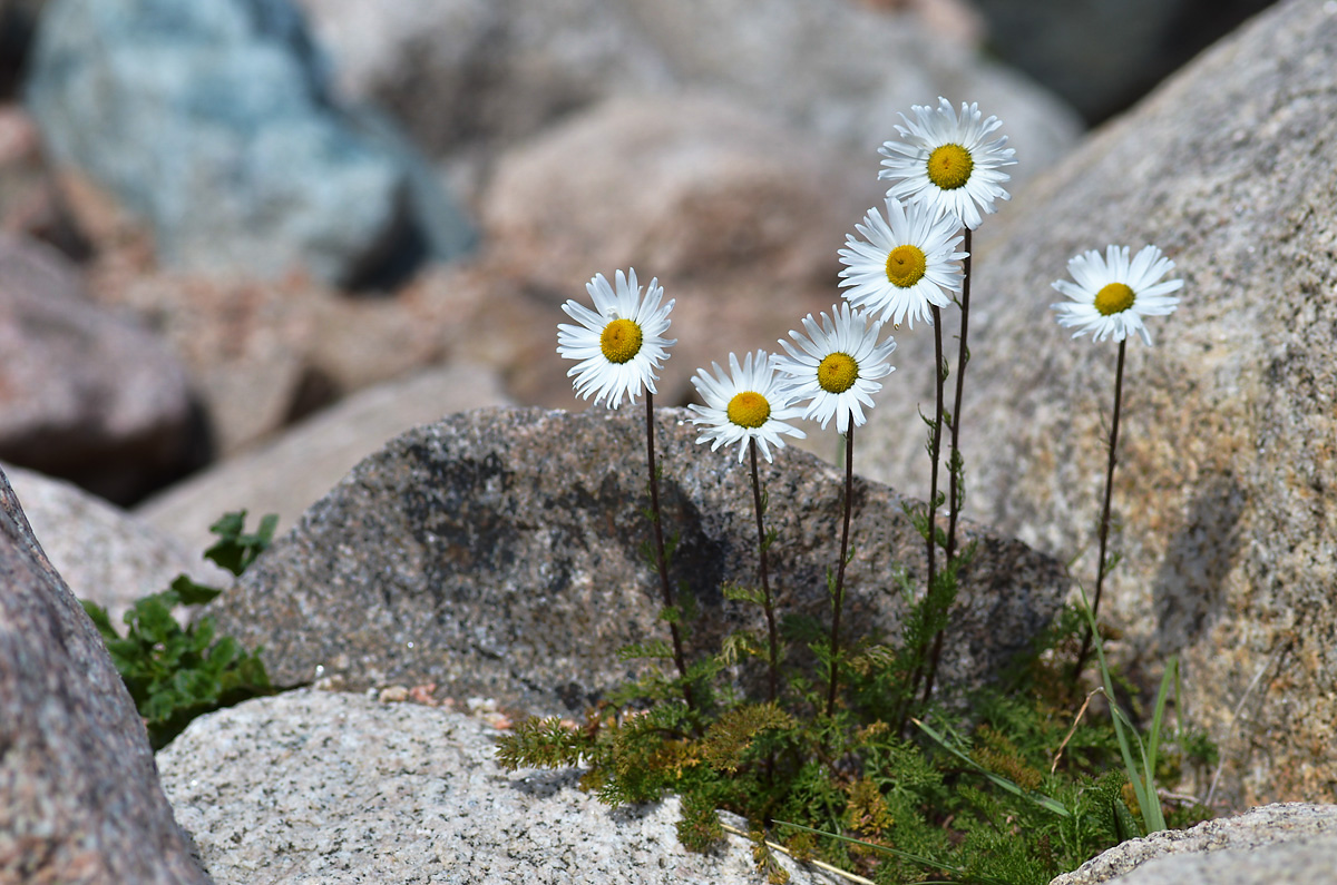 Image of Pyrethrum karelinii specimen.