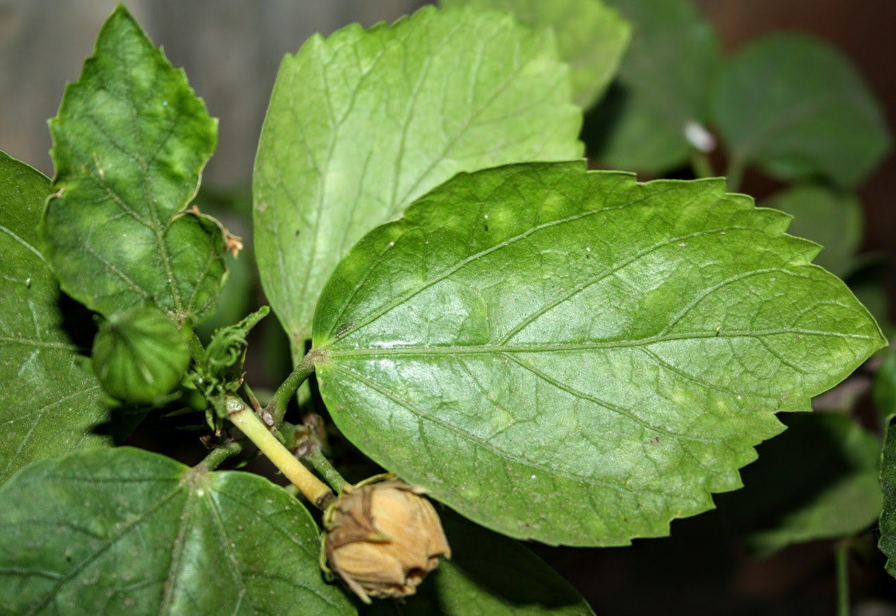 Image of Hibiscus rosa-sinensis specimen.