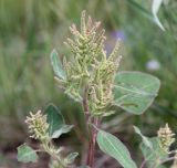 Chenopodium acuminatum. Верхушка побега с соцветием. Хакасия, окр. с. Аршаново, нарушенная псаммофитная степь у дороги на бархане. 23.07.2016.