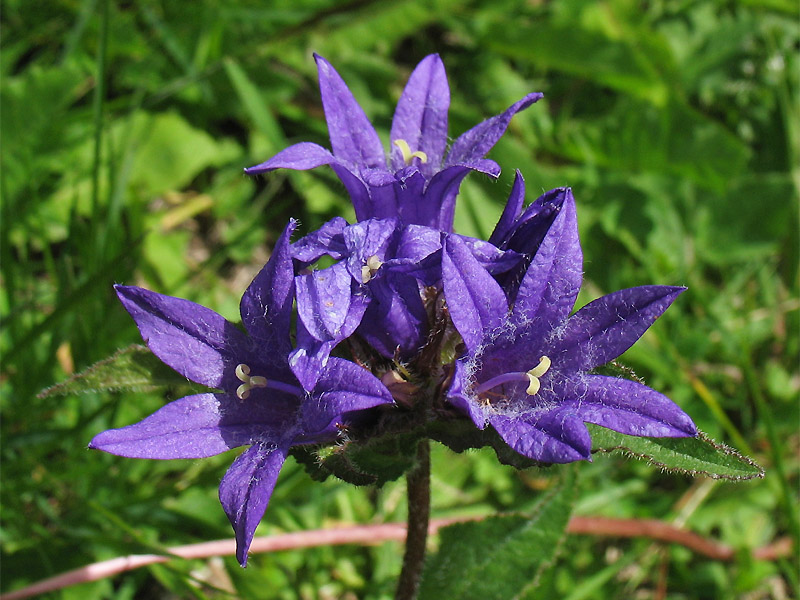 Изображение особи Campanula elliptica.