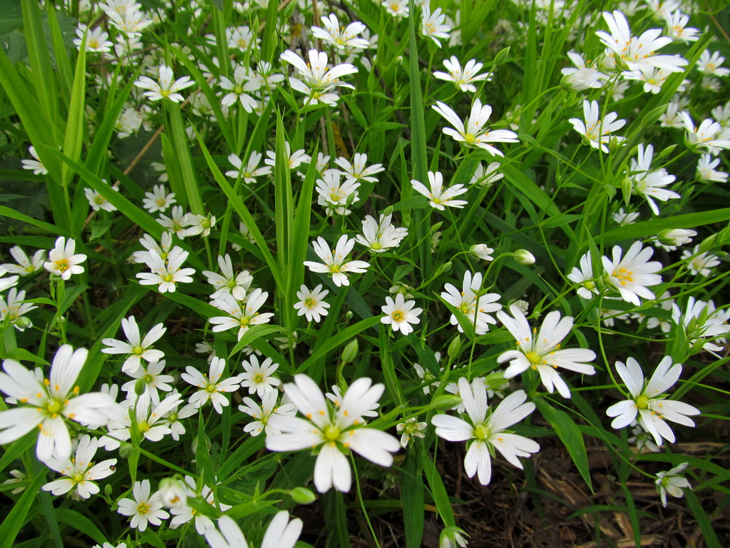 Image of Stellaria holostea specimen.