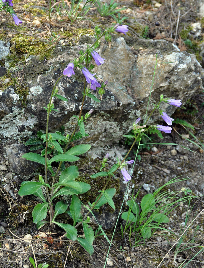 Изображение особи Campanula taurica.