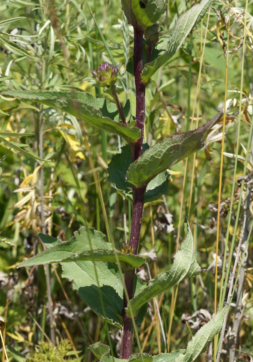 Изображение особи Campanula cephalotes.