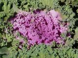 Brassica variety viridis