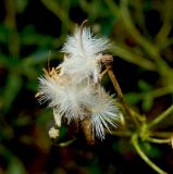 Clematis lathyrifolia