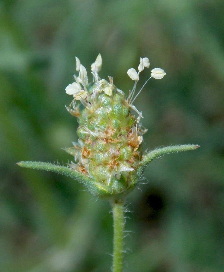 Изображение особи Plantago arenaria.