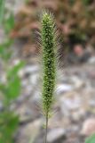 Setaria viridis