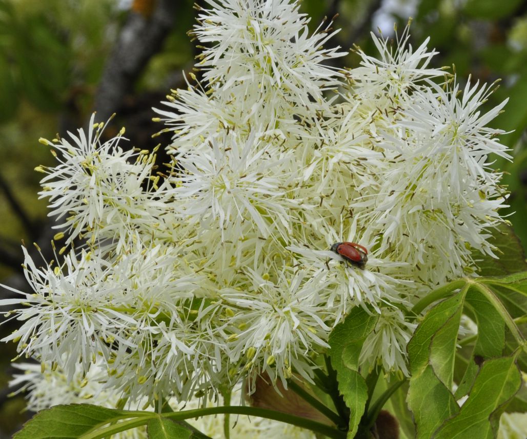 Изображение особи Fraxinus ornus.