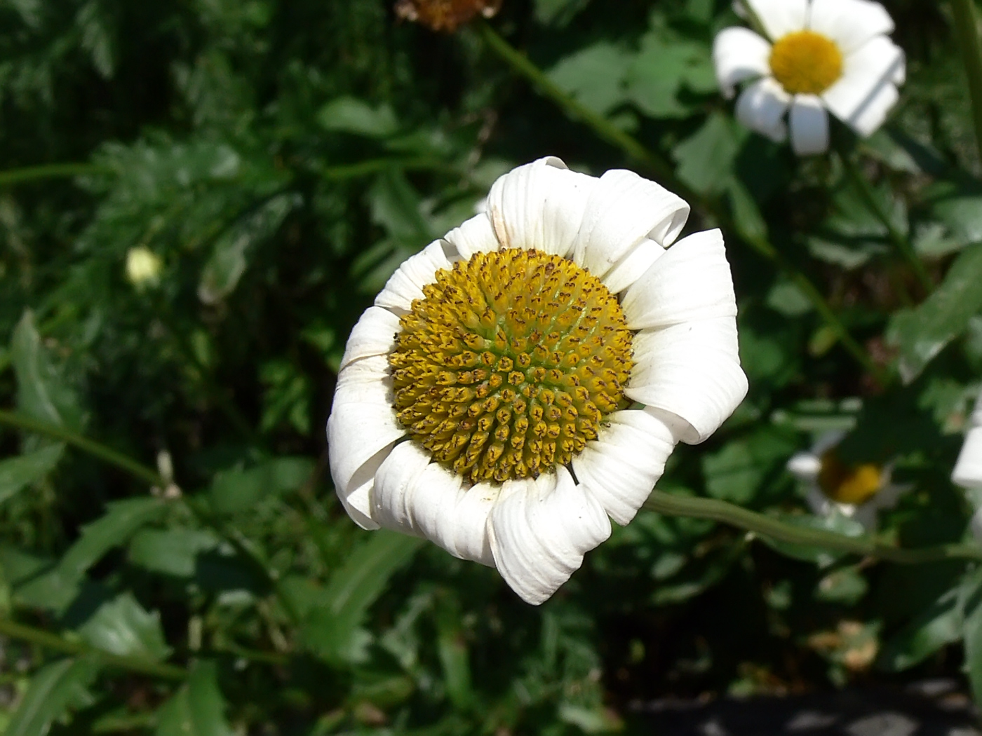 Image of Leucanthemum vulgare specimen.