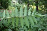 Sorbaria sorbifolia