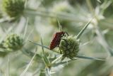 Eryngium campestre