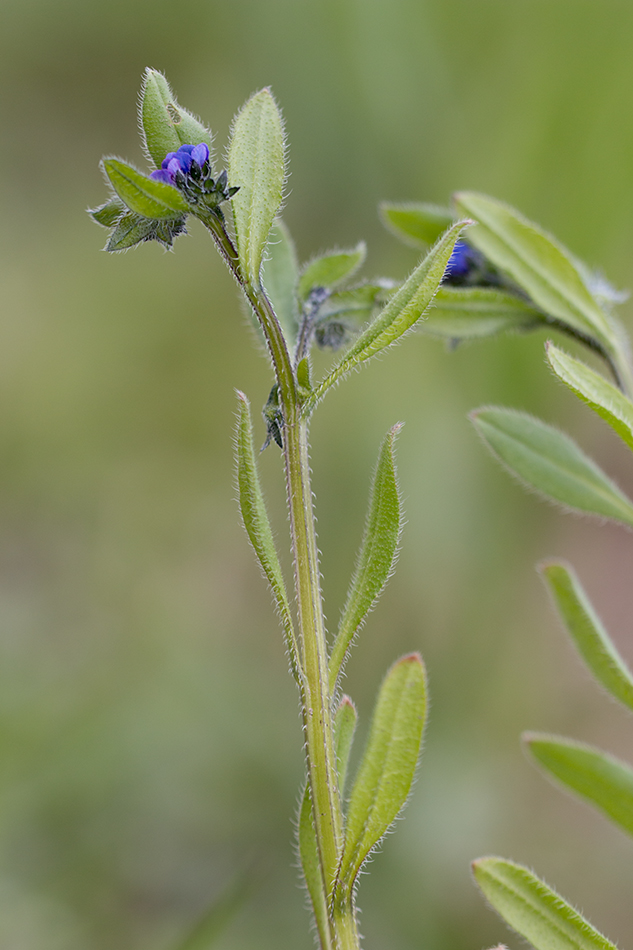 Image of Asperugo procumbens specimen.