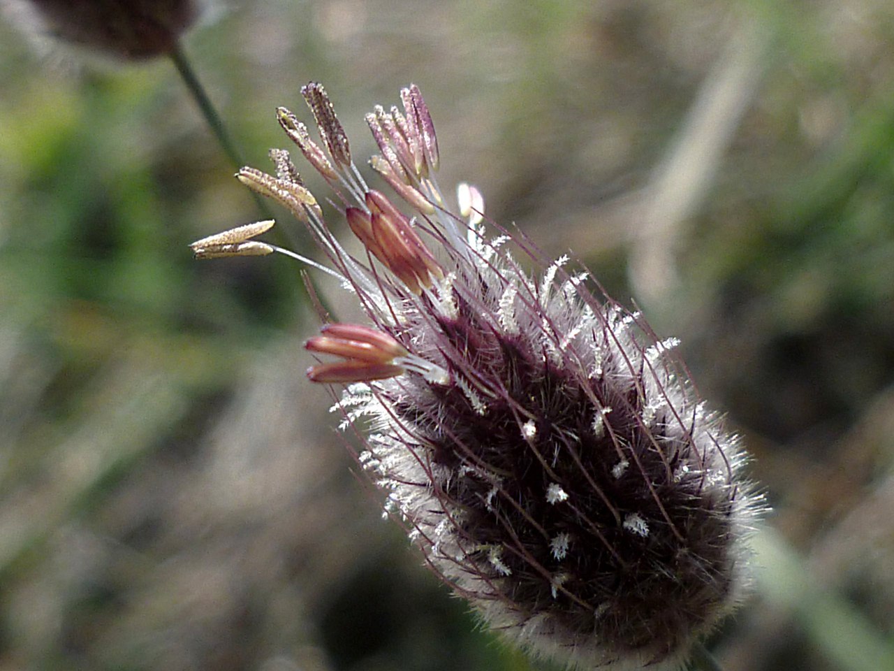 Image of Alopecurus vaginatus specimen.