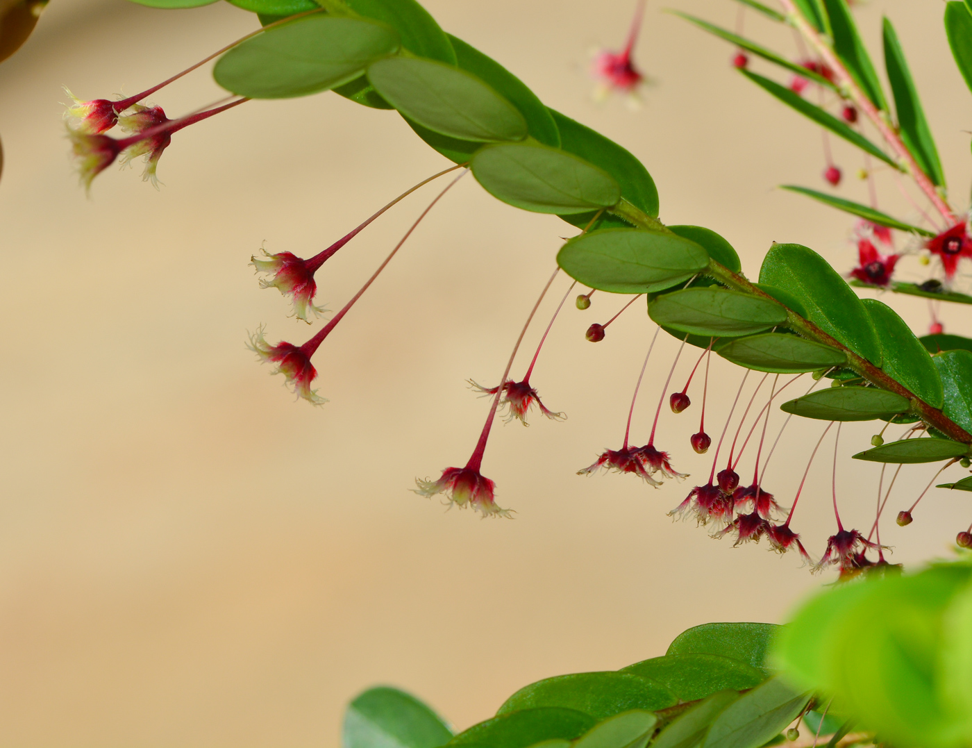 Изображение особи Phyllanthus pulcher.