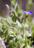 Aubrieta × cultorum. Верхушки генеративных побегов. Мурманск, МАГУ, в культуре. 16.06.2016.