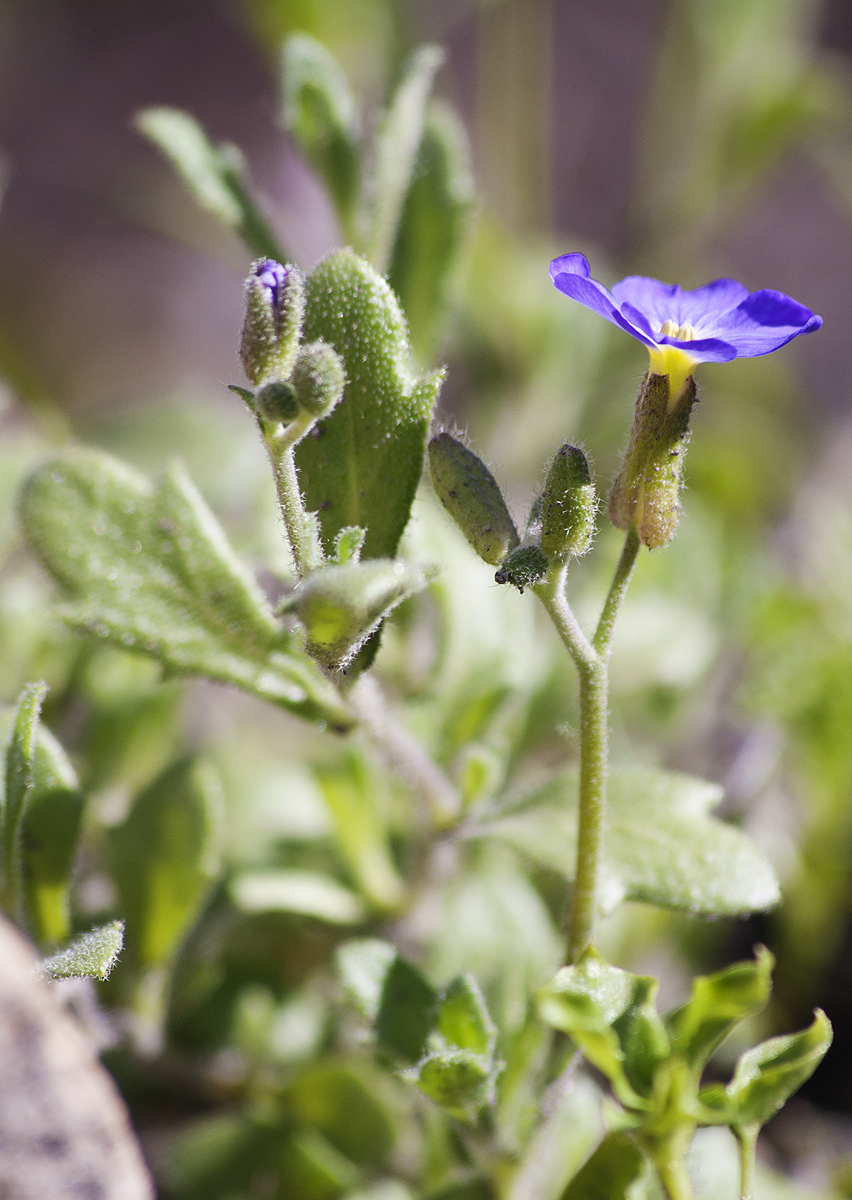 Изображение особи Aubrieta &times; cultorum.