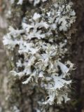Physcia adscendens