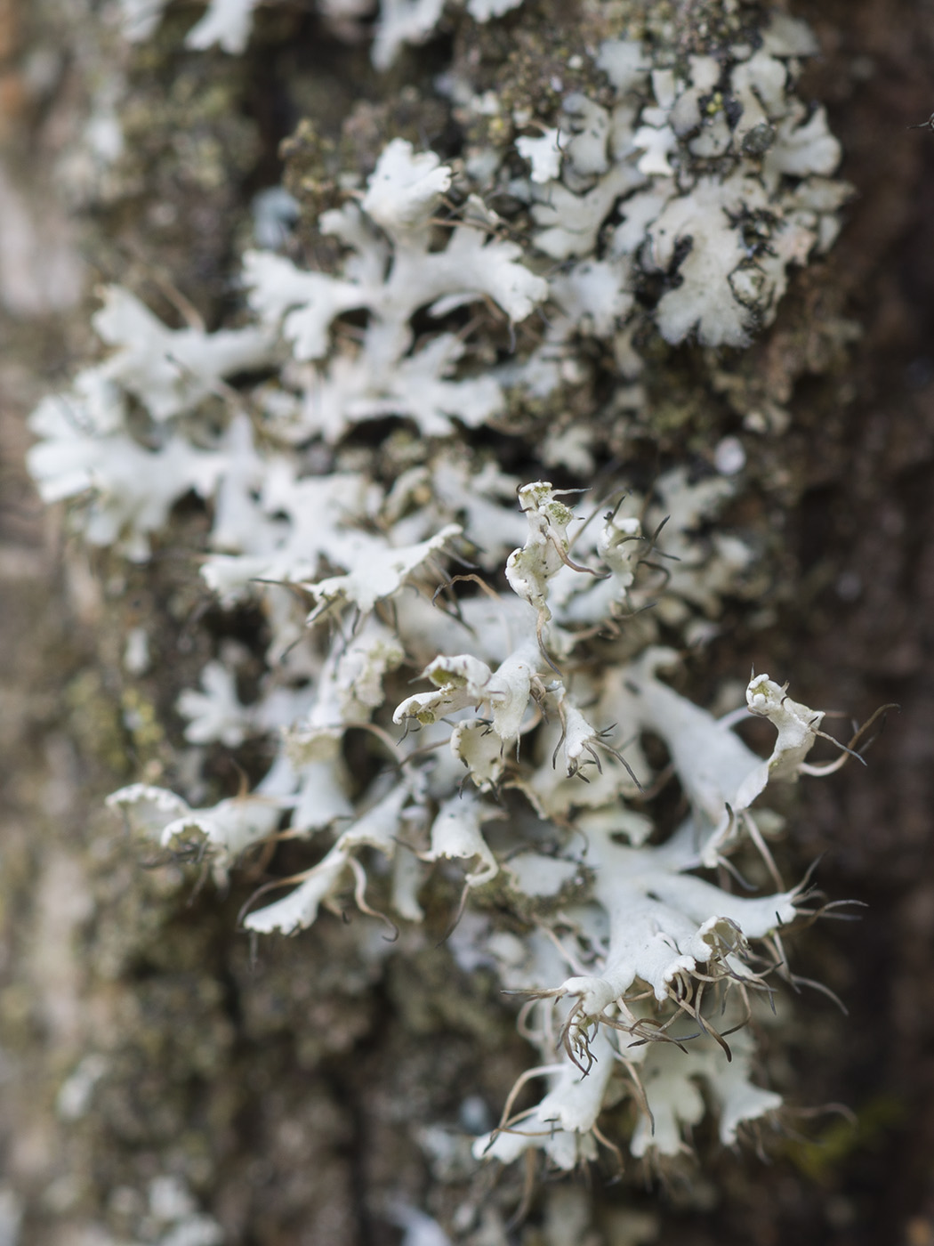 Image of Physcia adscendens specimen.