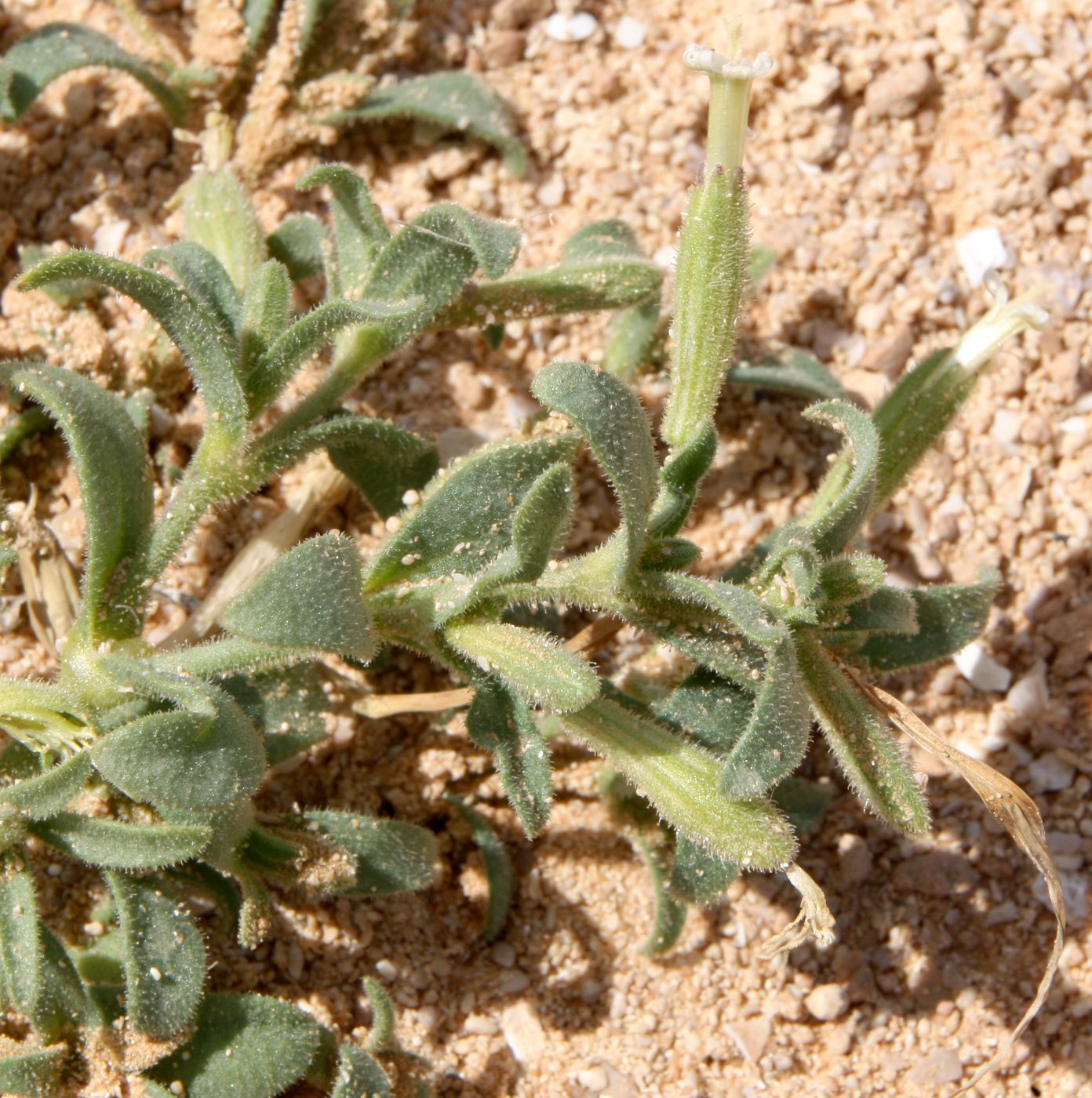 Image of Silene villosa specimen.