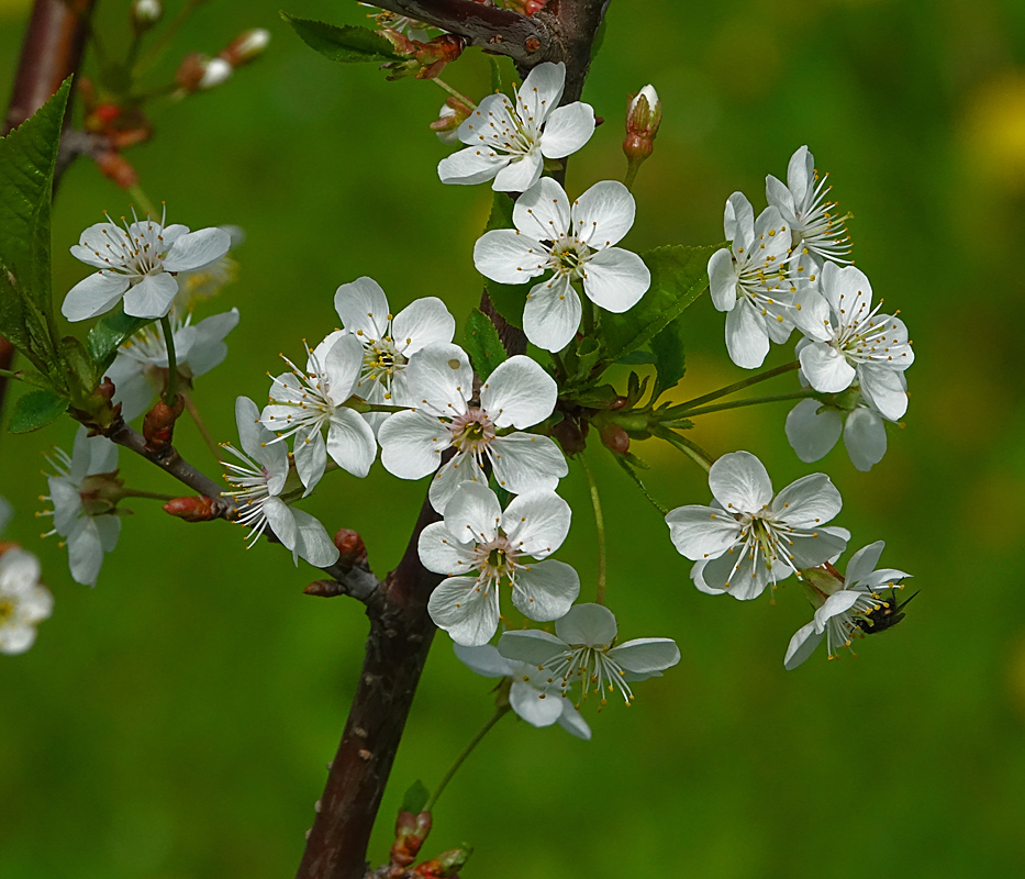 Изображение особи Cerasus vulgaris.