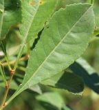Amygdalus nana. Лист. Ростовская обл., Неклиновский р-н, Васильево-Ханжоновское с/п, в балке Гадючьей в лесопосадке. 30.05.2017.