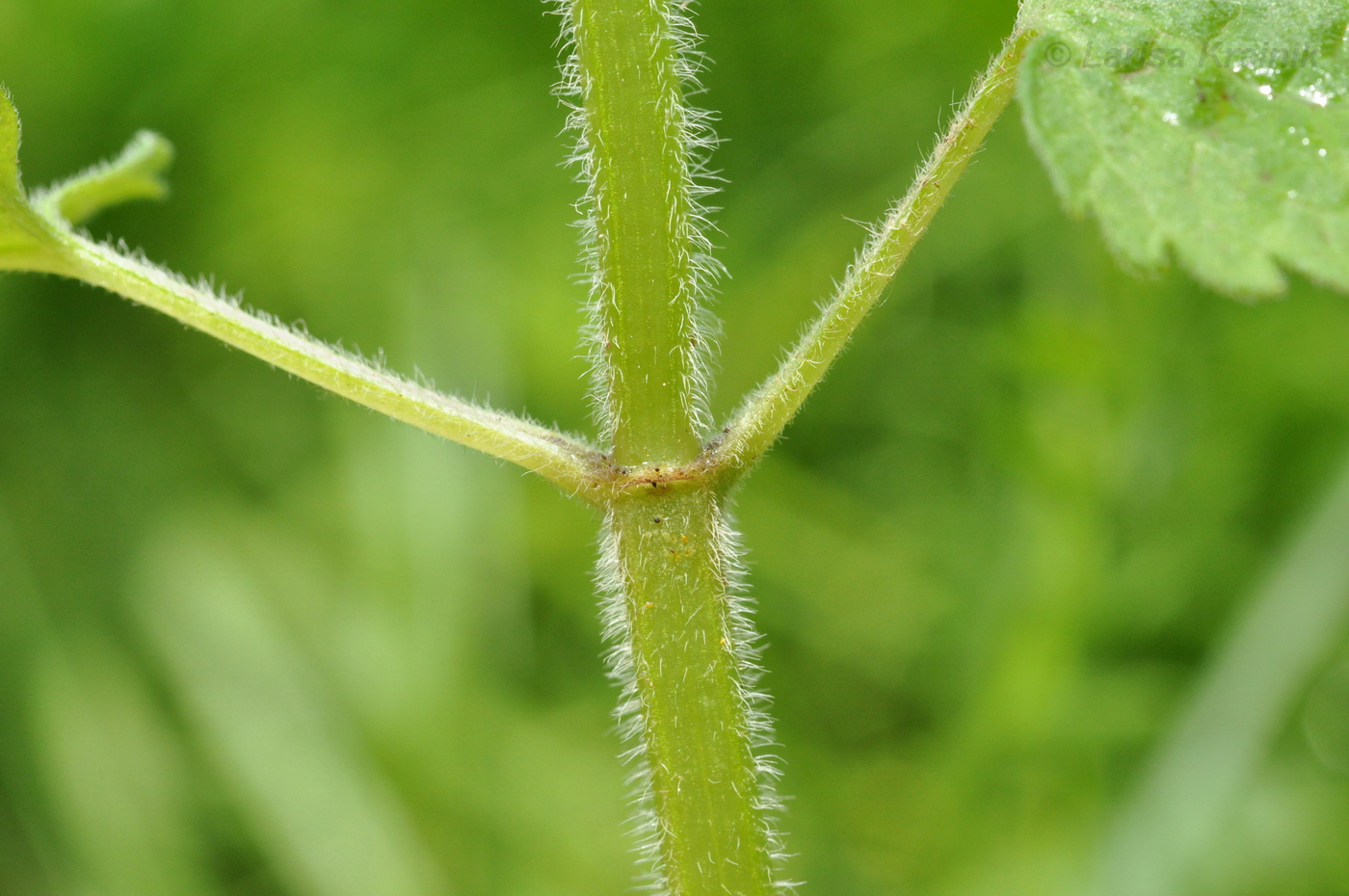 Image of Lamium album ssp. orientale specimen.
