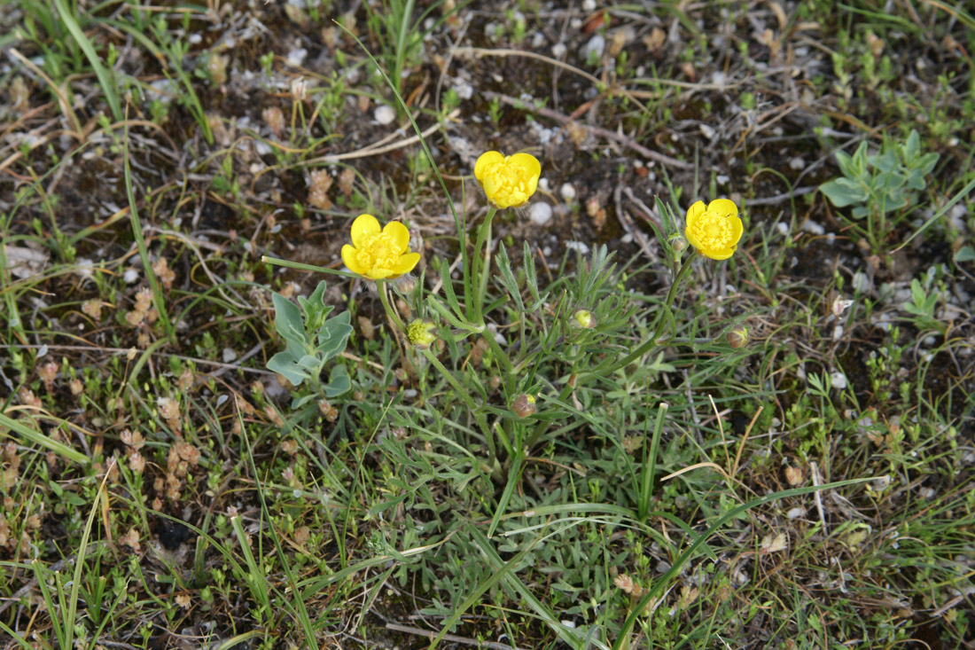 Image of Ranunculus pinnatisectus specimen.