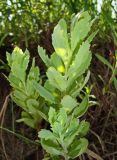 Hylotelephium triphyllum