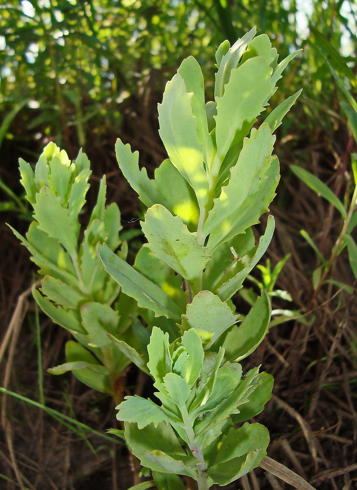 Изображение особи Hylotelephium triphyllum.