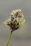 Sesleria caerulea