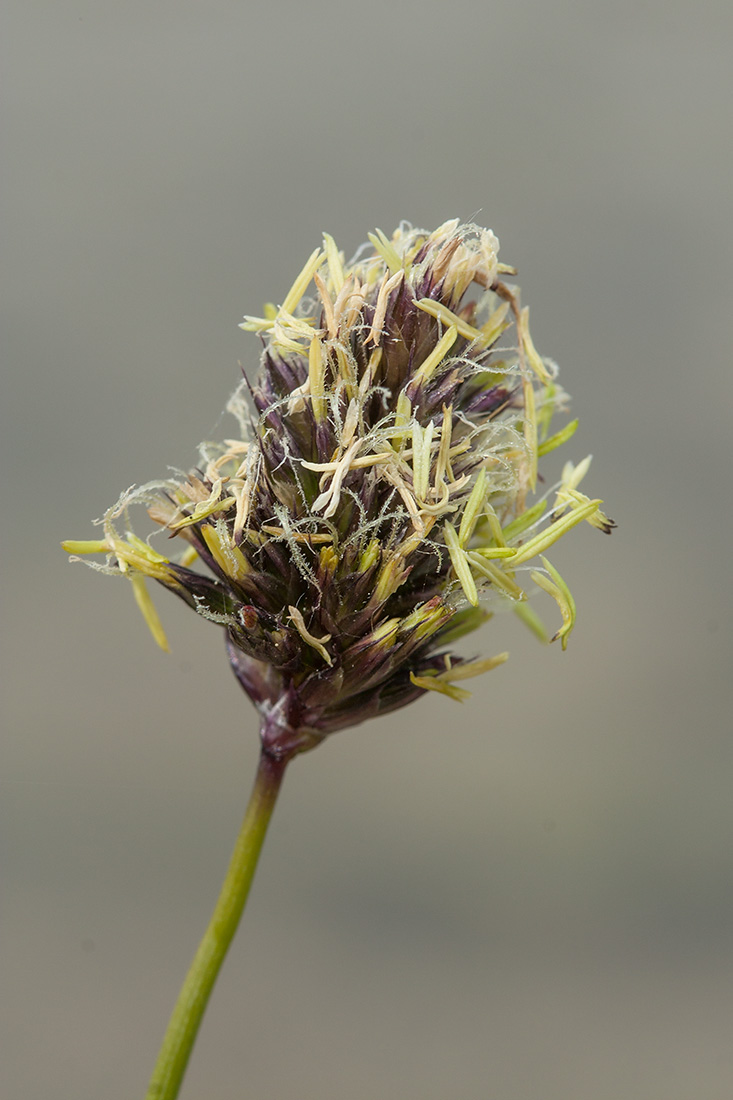 Изображение особи Sesleria caerulea.