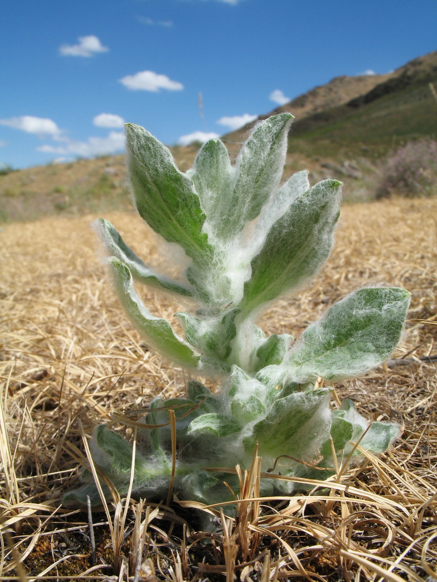 Изображение особи Lachnophyllum gossypinum.