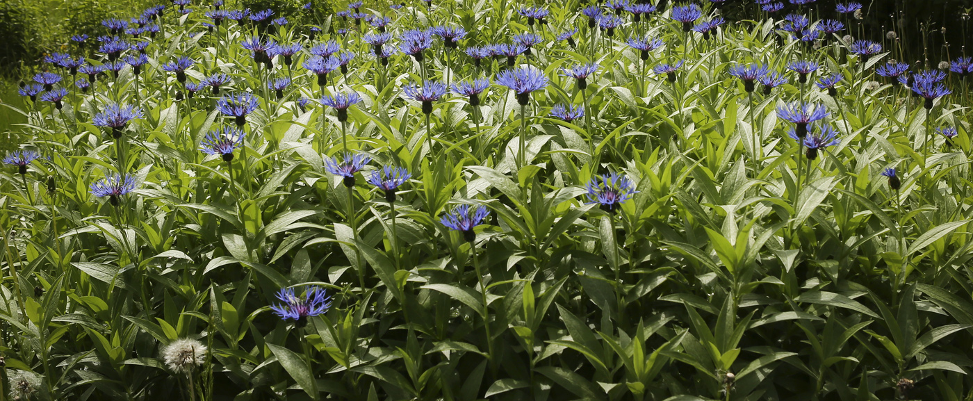 Image of Centaurea montana specimen.