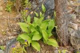 Cypripedium calceolus