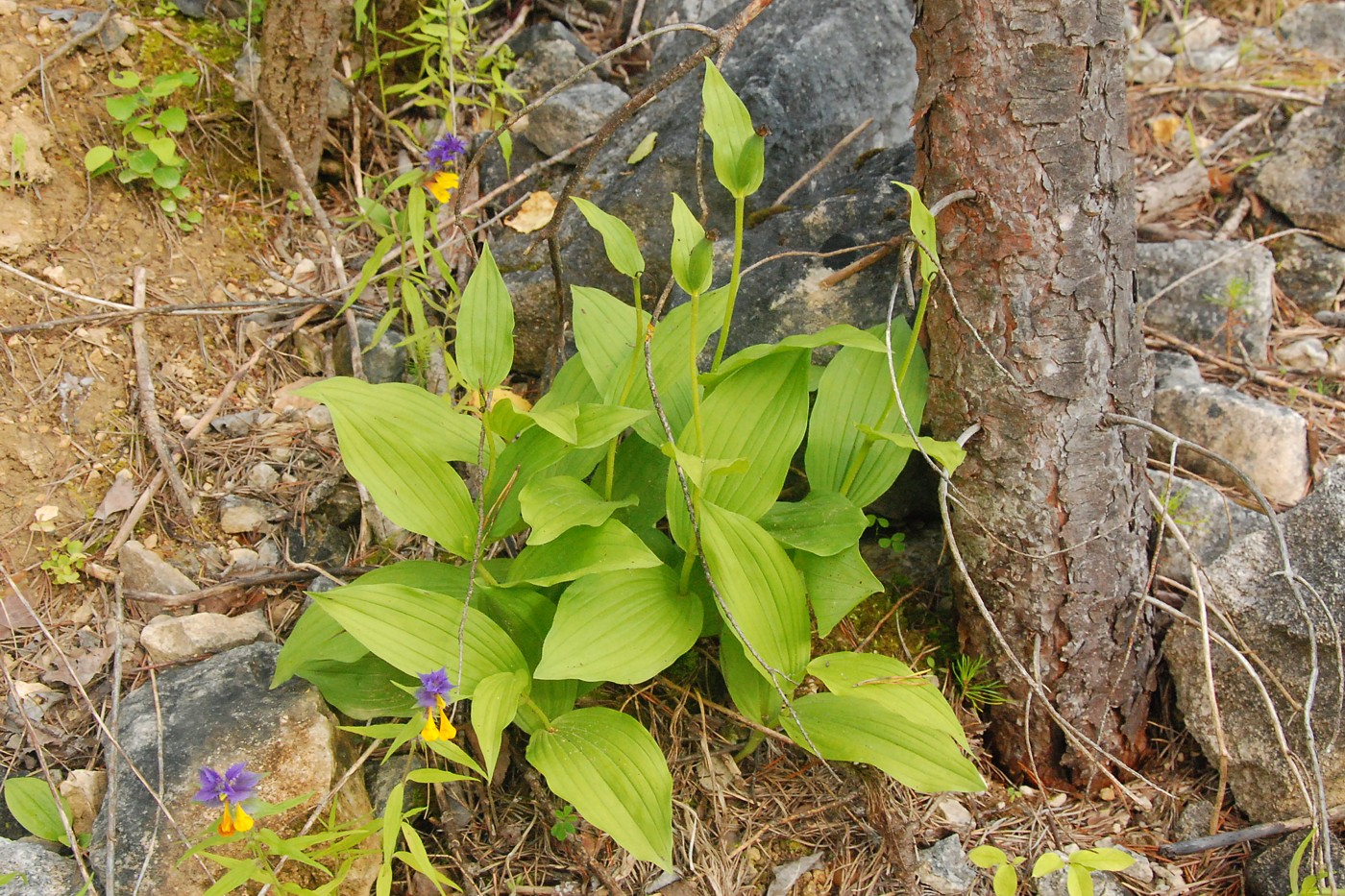 Image of Cypripedium calceolus specimen.