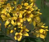 Lysimachia vulgaris. Бутоны и цветки в средней части соцветия. Московская обл., Раменский р-н, окр. ж.-д. платформы Хрипань, просека под ЛЭП. 28.07.2017.