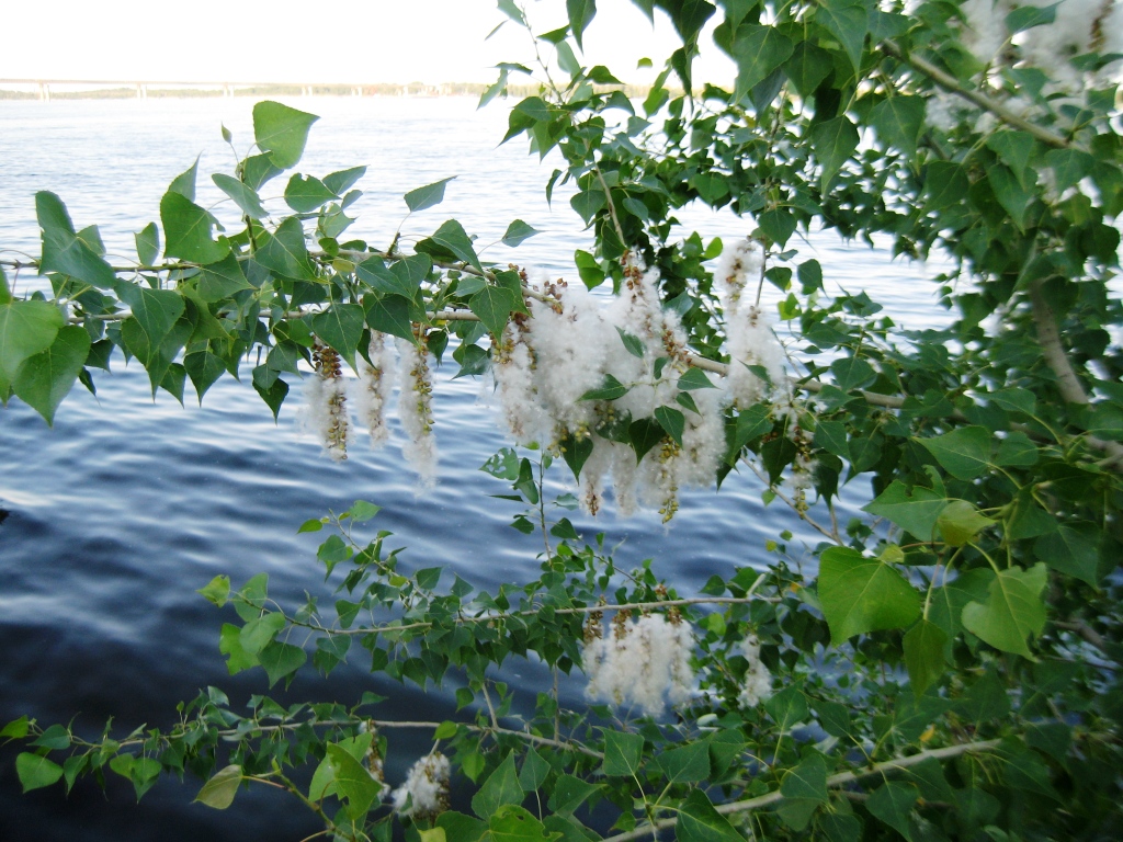 Image of Populus nigra specimen.