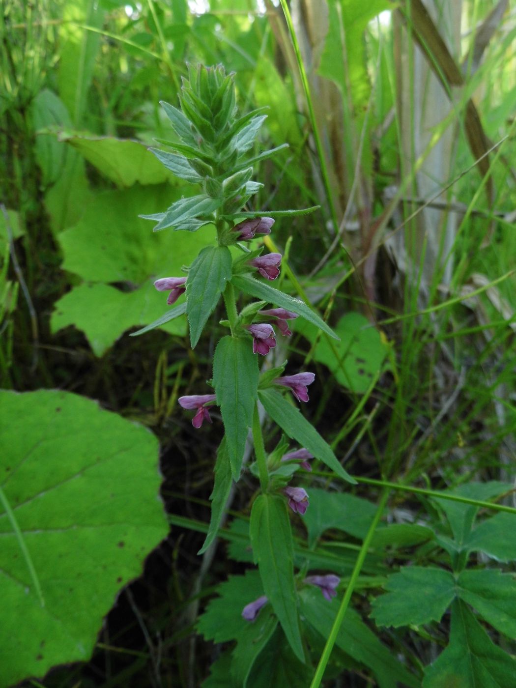 Изображение особи Odontites vulgaris.