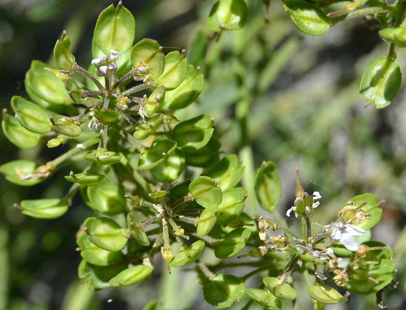 Image of Iberis simplex specimen.