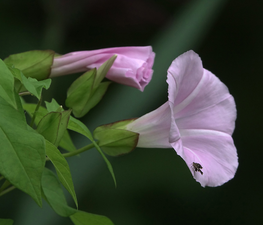 Image of Calystegia inflata specimen.