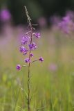 Chamaenerion angustifolium. Верхушка цветущего растения. Ленинградская обл., Кингисеппский р-н, Кургальский п-ов, окр. дер. Тисколово, луг возле дороги. 16.07.2011.