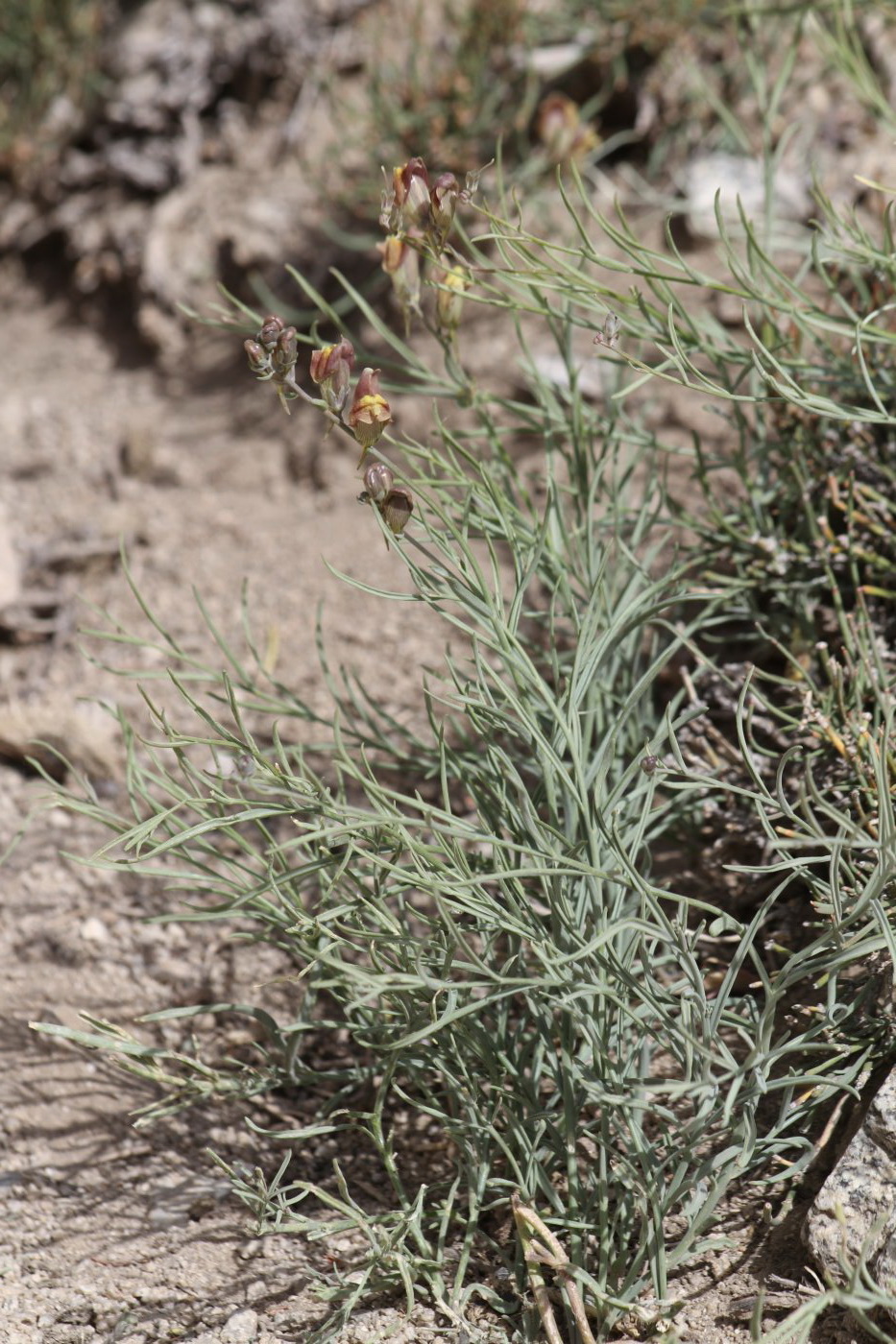 Image of Linaria sessilis specimen.