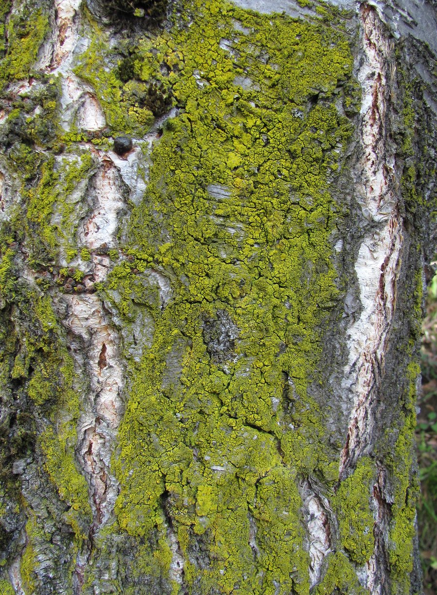 Image of genus Candelariella specimen.