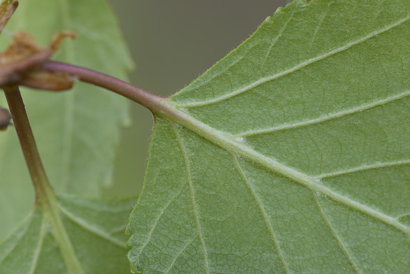 Image of Betula &times; aurata specimen.