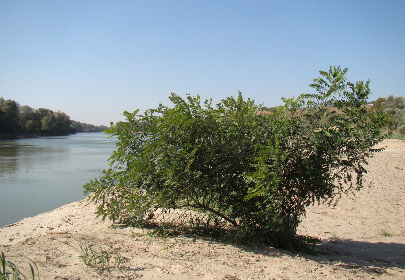 Изображение особи Amorpha fruticosa.